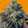 PEANUT BUTTER OGKB · Original Sensible Seeds · kenevir tohum · Disi · Fem