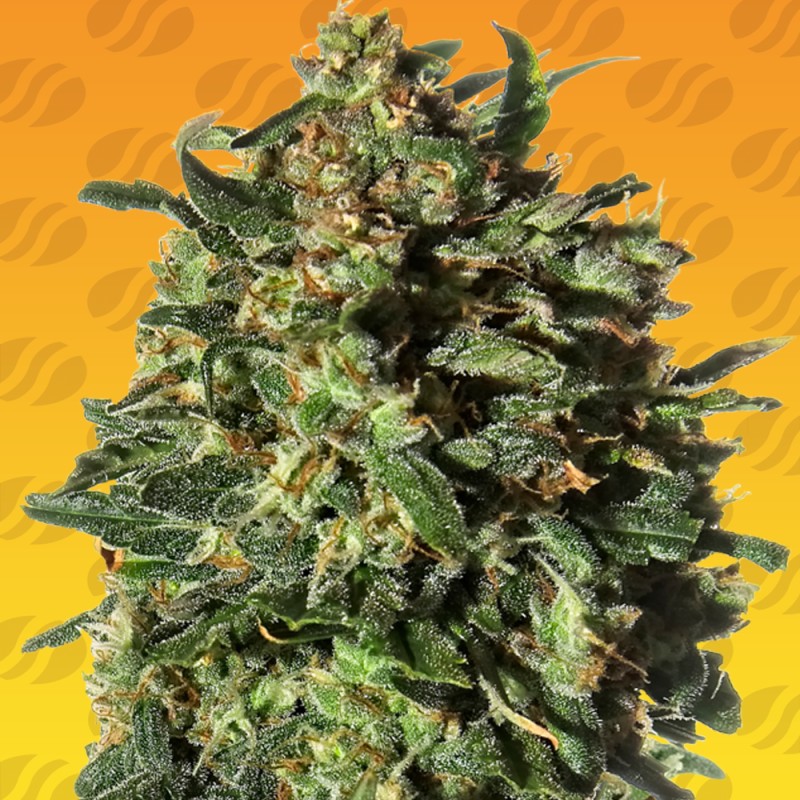PEANUT BUTTER OGKB FAST · Original Sensible Seeds · graines de cannabis · Fem