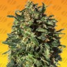 PEANUT BUTTER OGKB FAST · Original Sensible Seeds · graines de cannabis · Fem