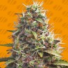 PELLEZINO COOKIES · Original Sensible Seeds · graines de cannabis · Fem