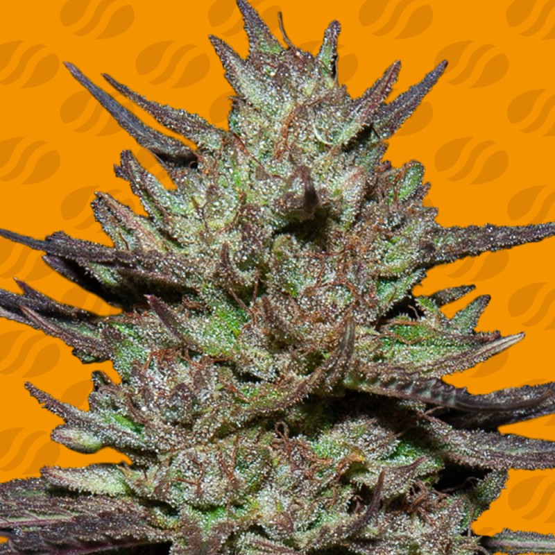 PINK ROZAY · Original Sensible Seeds · semillas de marihuana · Fem