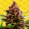 PINK ROZAY X STRAWBERRY BANANA AUTO · Original Sensible Seeds · kenevir tohum · Disi · AutoFem