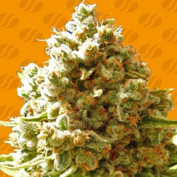 PURE KUSH · Original...