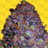 PURPLE HAZE AUTO · Original Sensible Seeds · kenevir tohum · Disi · AutoFem