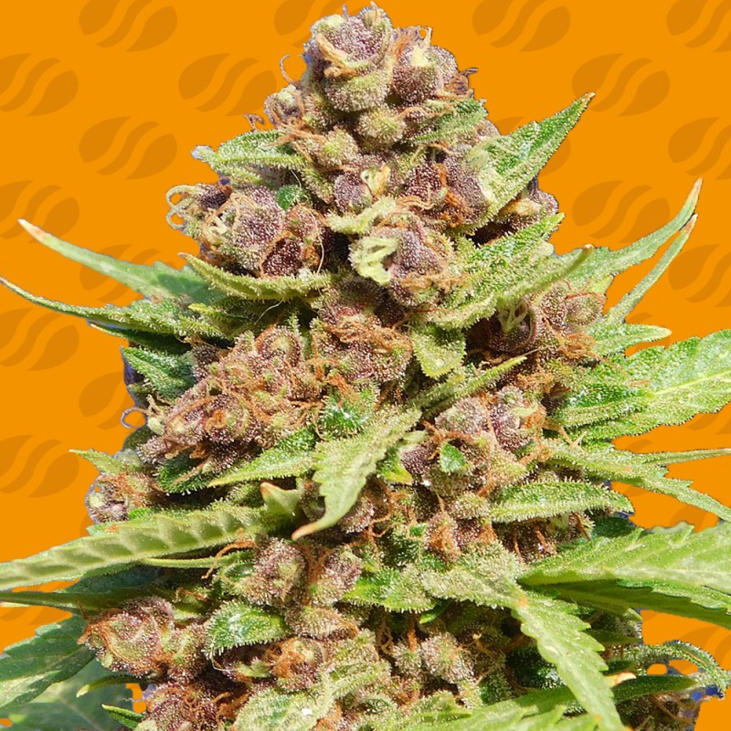 PURPLE PUNCH COOKIES · Original Sensible Seeds · sementes de maconha · Fem