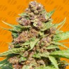 PURPLE PUNCH COOKIES · Original Sensible Seeds · graines de cannabis · Fem