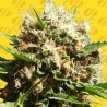 RUNTZ AUTO · Original Sensible Seeds · sementes de maconha · AutoFem