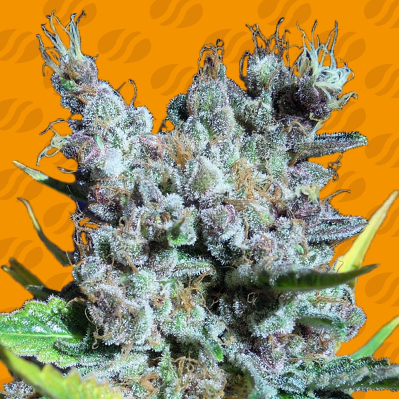 RUNTZ GUM · Original Sensible Seeds · sementes de maconha · Fem