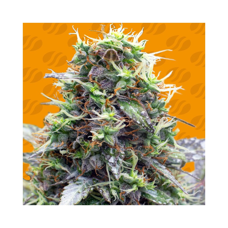 SHERBET MOONROCKS · Original Sensible Seeds · graines de cannabis · Fem