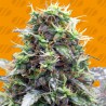 SHERBET MOONROCKS · Original Sensible Seeds · semillas de marihuana · Fem