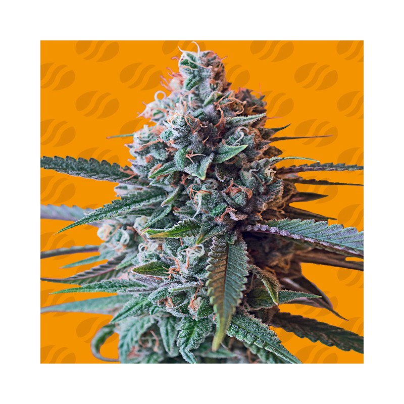 SLAPZ · Original Sensible Seeds · kaufen cannabis samen · Fem