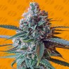 SLAPZ · Original Sensible Seeds · kaufen cannabis samen · Fem