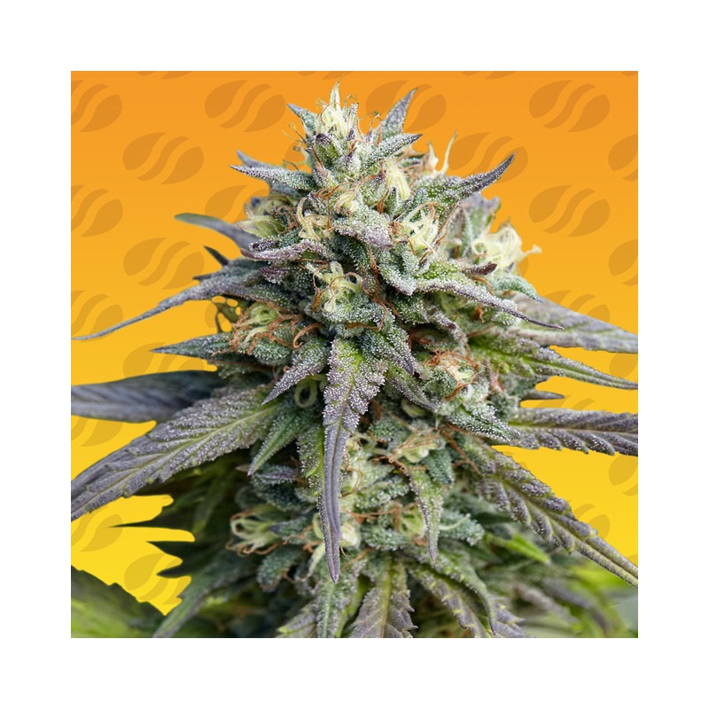 STRAWBERRY BANANA FAST · Original Sensible Seeds · kenevir tohum · Disi · Fem