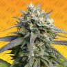 STRAWBERRY BANANA FAST · Original Sensible Seeds · graines de cannabis · Fem