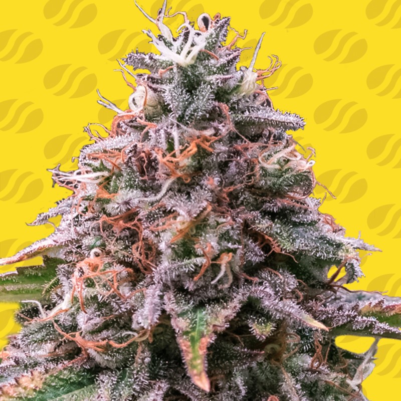 STRAWBERRY PIE AUTO · Original Sensible Seeds · semi di canapa · AutoFem