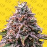 STRAWBERRY PIE AUTO · Original Sensible Seeds · sementes de maconha · AutoFem