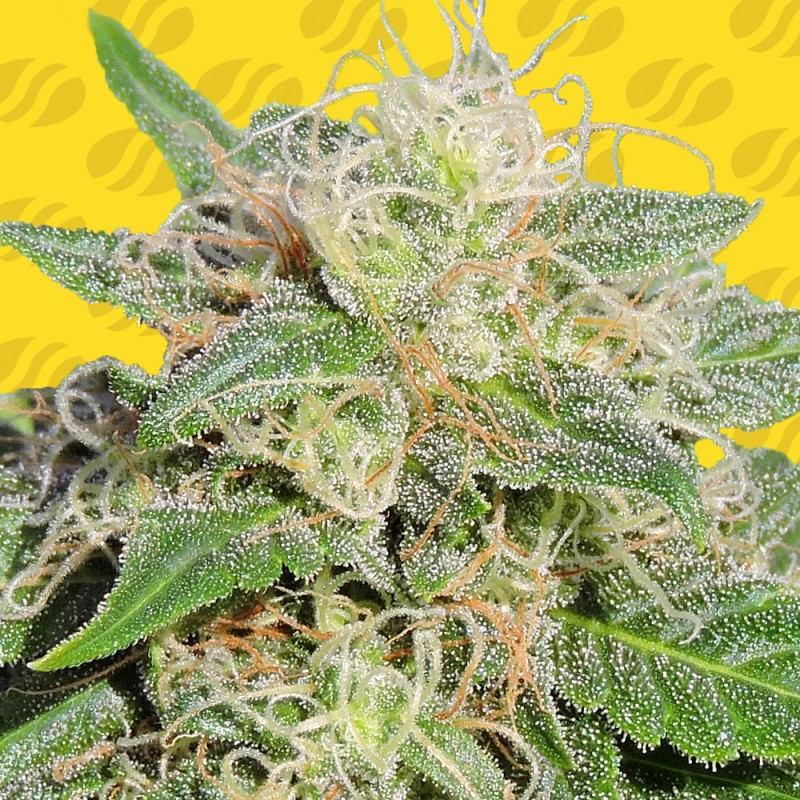 SUPER AUTO LEMON HAZE · Original Sensible Seeds · cannabis seeds · AutoFem
