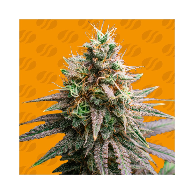 TIRAMISU · Original Sensible Seeds · sementes de maconha · Fem