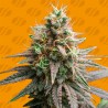 TIRAMISU · Original Sensible Seeds · graines de cannabis · Fem