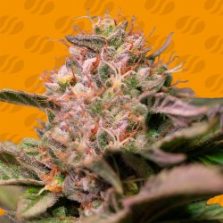 TROP CHERRY · Original Sensible Seeds · sementes de maconha · Fem