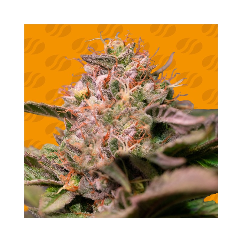 TROP CHERRY · Original Sensible Seeds · kenevir tohum · Disi · Fem