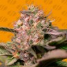 TROP CHERRY · Original Sensible Seeds · kaufen cannabis samen · Fem