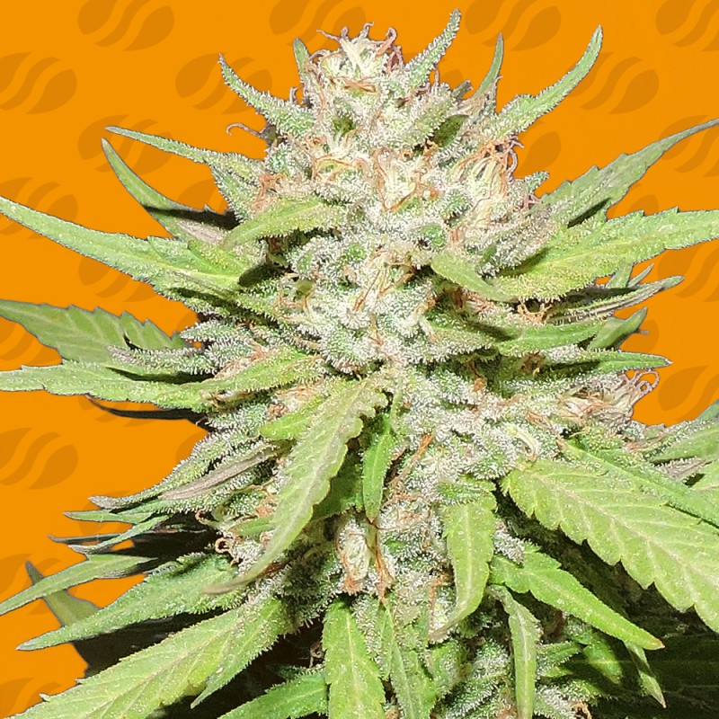 WEDDING CAKE · Original Sensible Seeds · graines de cannabis · Fem