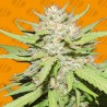 WEDDING CAKE · Original Sensible Seeds · kaufen cannabis samen · Fem