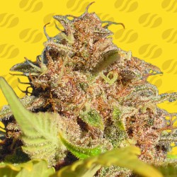 WEDDING CAKE AUTO · Original Sensible Seeds · sementes de maconha · AutoFem