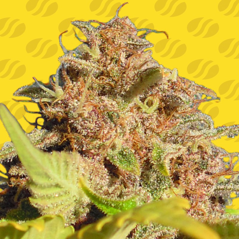 WEDDING CAKE AUTO · Original Sensible Seeds · semillas de marihuana · AutoFem