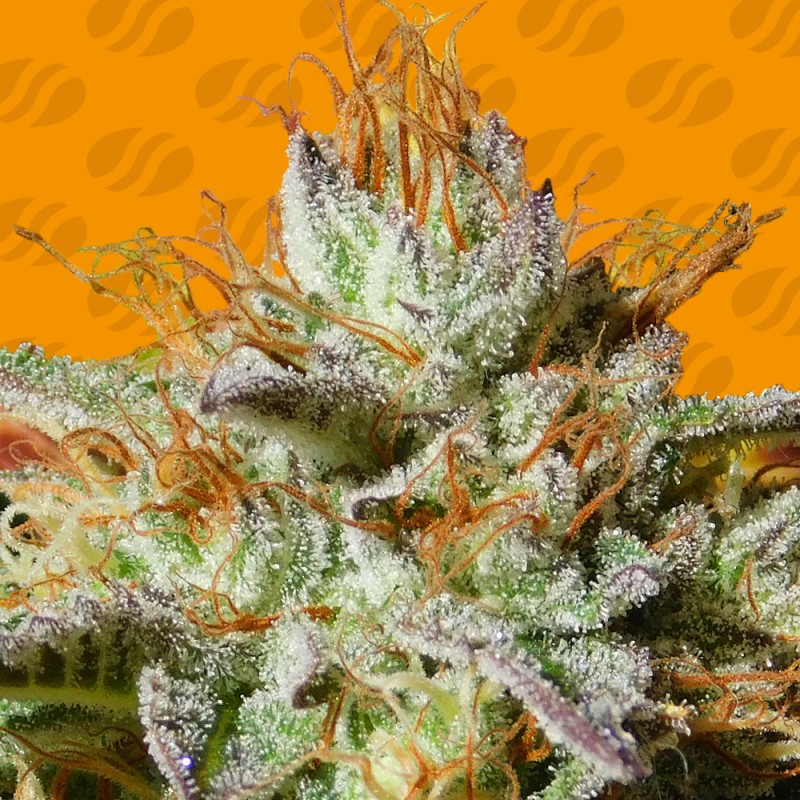 WEDDING COOKIES · Original Sensible Seeds · graines de cannabis · Fem