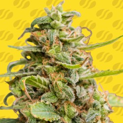 WHITE CRYSTAL METH AUTO ·...