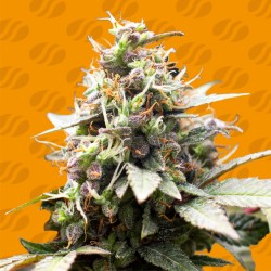WHITE RASPBERRY TRUFFLE ·...