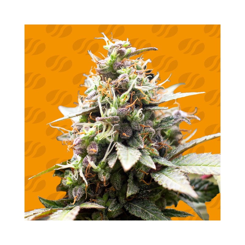 WHITE RASPBERRY TRUFFLE · Original Sensible Seeds · sementes de maconha · Fem