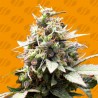 WHITE RASPBERRY TRUFFLE · Original Sensible Seeds · sementes de maconha · Fem