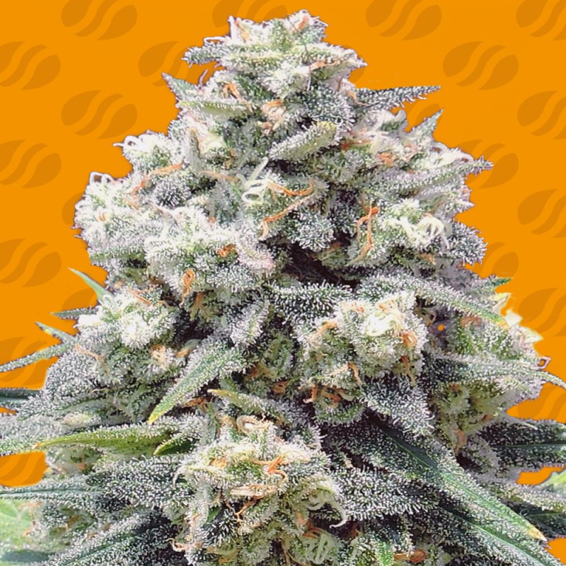 WHITE WIDOW + · Original Sensible Seeds · sementes de maconha · Fem