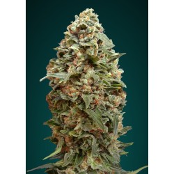 Afghan Skunk · Advanced...