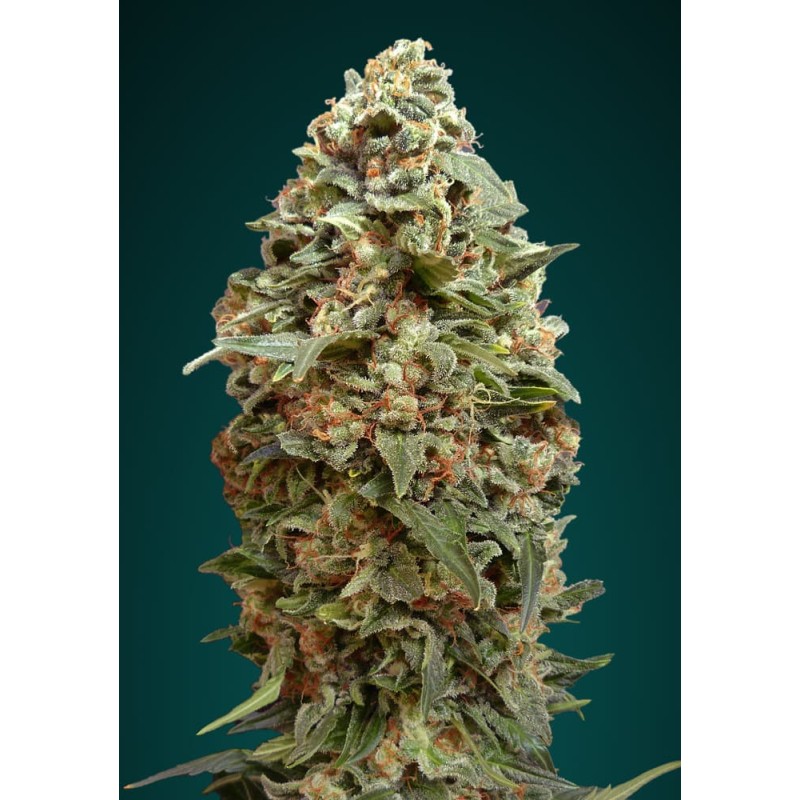 Afghan Skunk · Advanced Seeds · sementes de maconha · Fem
