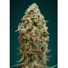Afghan Skunk · Advanced Seeds · graines de cannabis · Fem