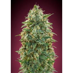 Amnesia · Advanced Seeds ·...