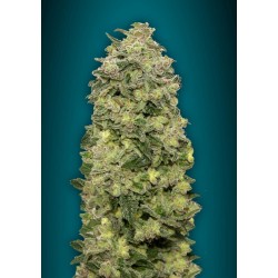 Auto Afghan Skunk ·...