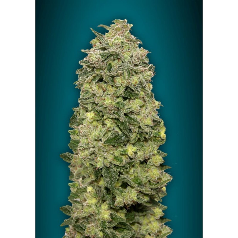 Auto Afghan Skunk · Advanced Seeds · graines de cannabis · AutoFem