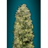 Auto Afghan Skunk · Advanced Seeds · sementes de maconha · AutoFem