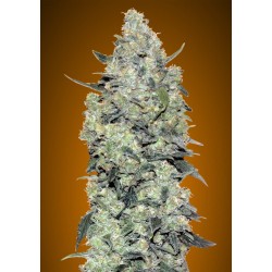Auto Critical Mass ·...