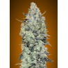 Auto Critical Mass · Advanced Seeds · graines de cannabis · AutoFem