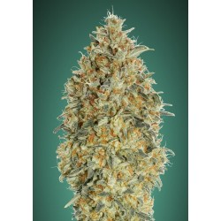 Auto Gorilla Blue ·...