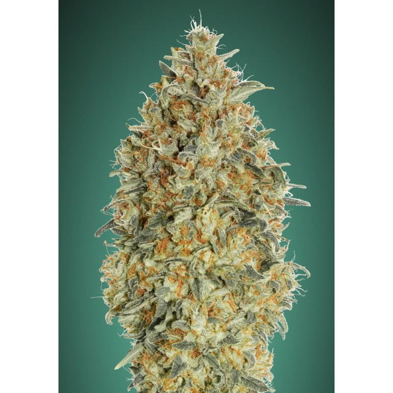 Auto Gorilla Blue · Advanced Seeds · kenevir tohum - Disi · AutoFem