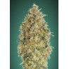 Auto Gorilla Blue · Advanced Seeds · sementes de maconha · AutoFem
