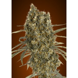 Auto Jack Herer · Advanced...