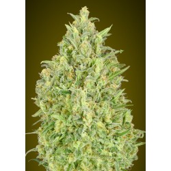 Auto Pineapple Glue ·...